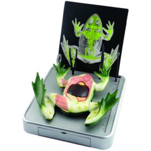 Simulated Frog Dissection Kit